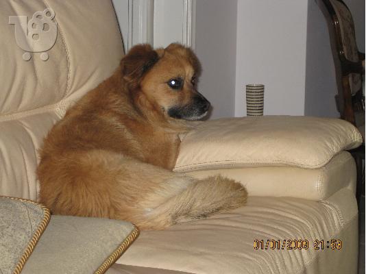 PoulaTo: Χαρίζεται σκυλάκι